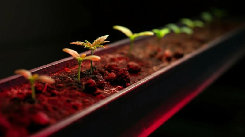 Designed Nature: Change Is a Practice, Not a Miracle